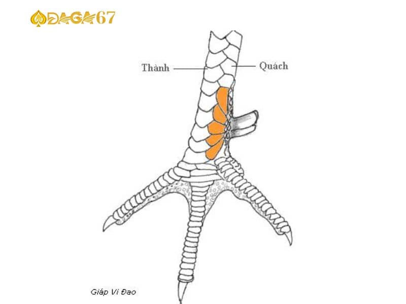 Vảy giáp vi đao nhận biết đơn giản